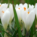 Crocus Ice Queen