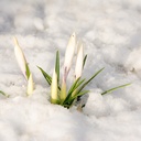 Crocus Ice Queen