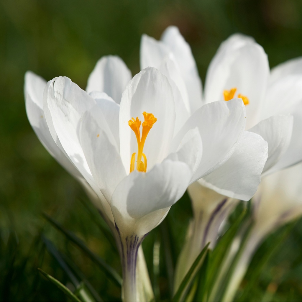 Crocus Ice Queen