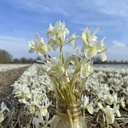 Iris Katharine Gold 10 st.