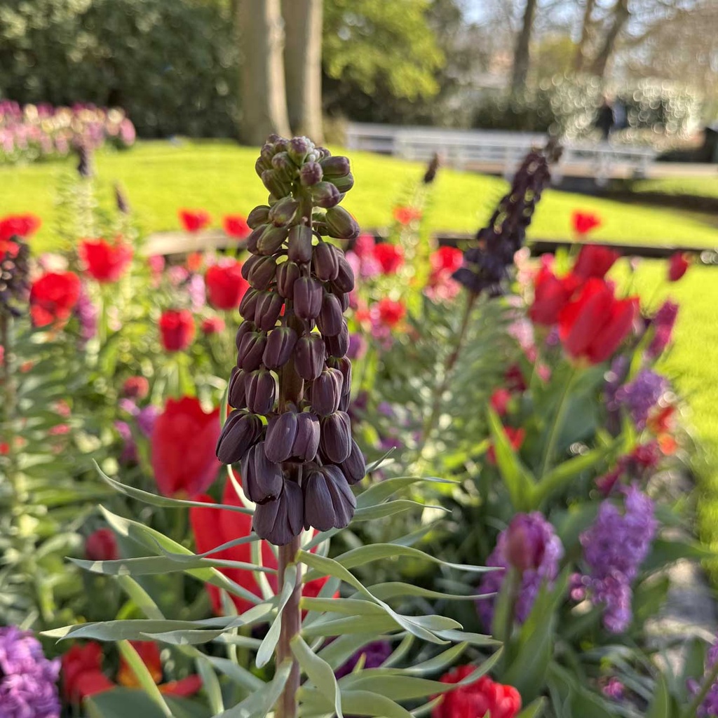 Fritillaria Persica - 3 st