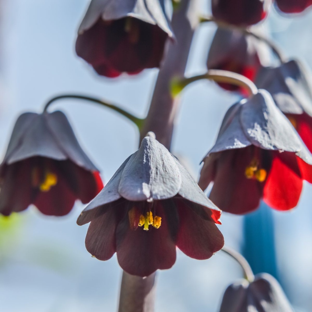 Fritillaria Persica - 3 st