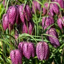 Fritillaria Meleagris (10 st)