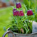 Fritillaria Meleagris (10 st)