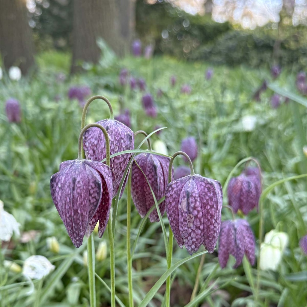 Fritillaria Meleagris (10 st)