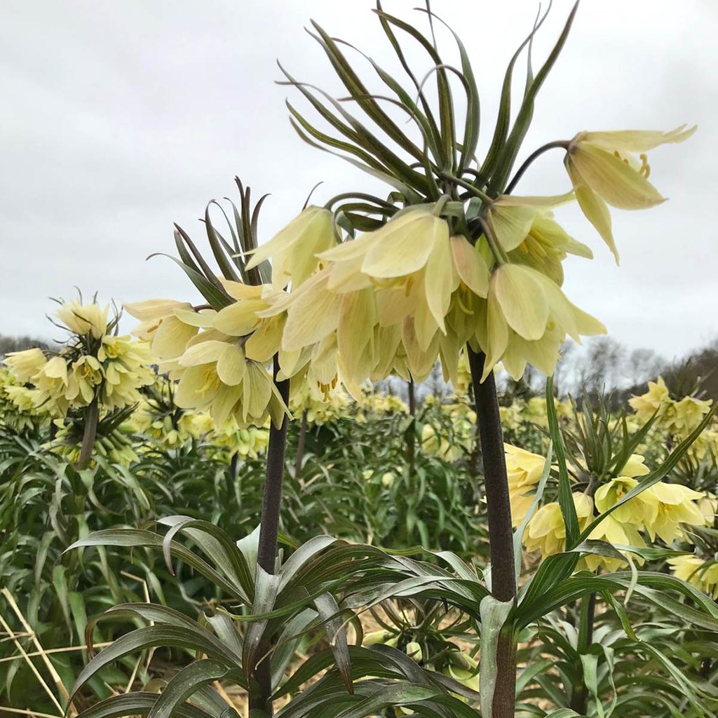 Fritillaria Raddeana 1x