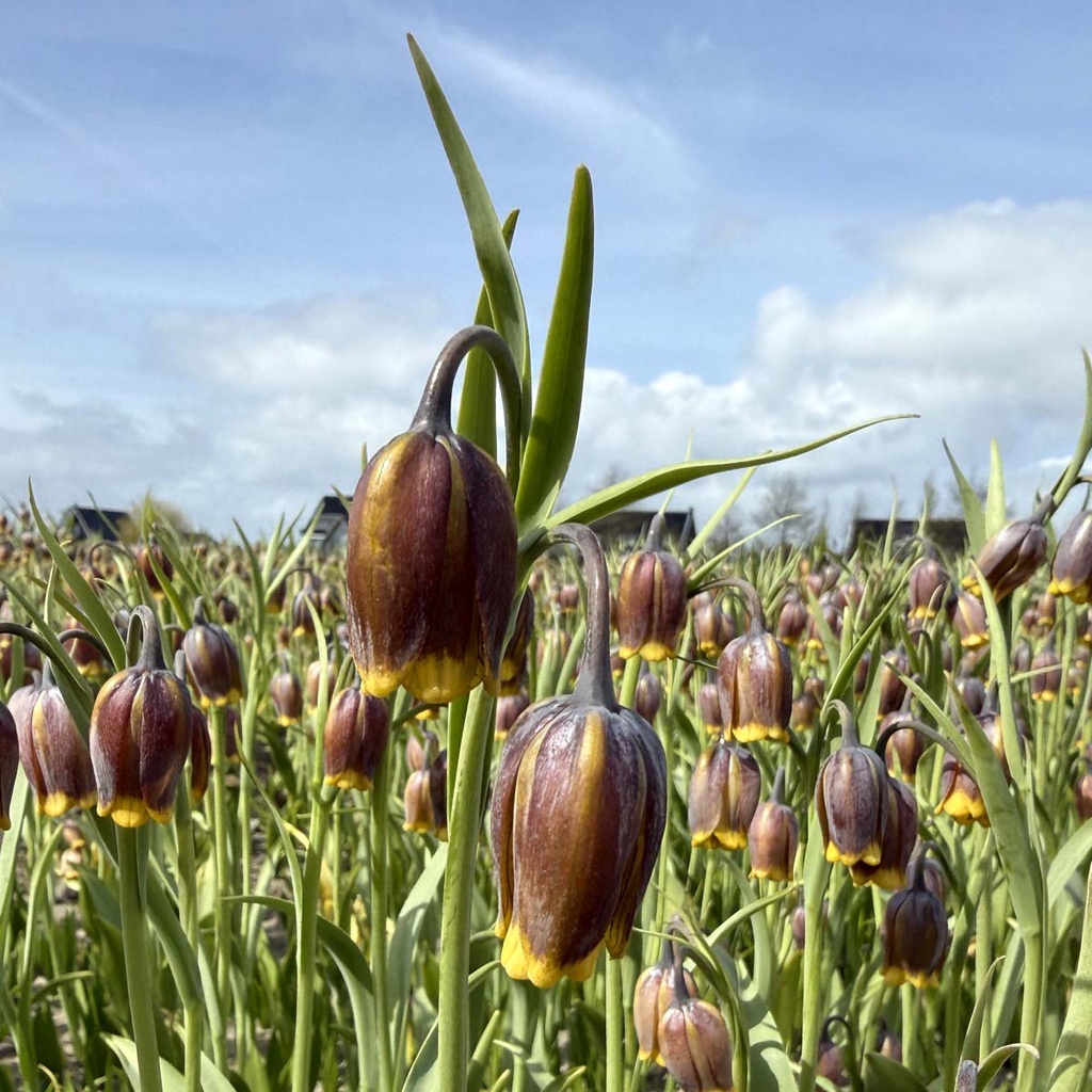 Fritillaria Uva Vulpis 10x