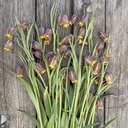 Fritillaria Uva Vulpis 10x