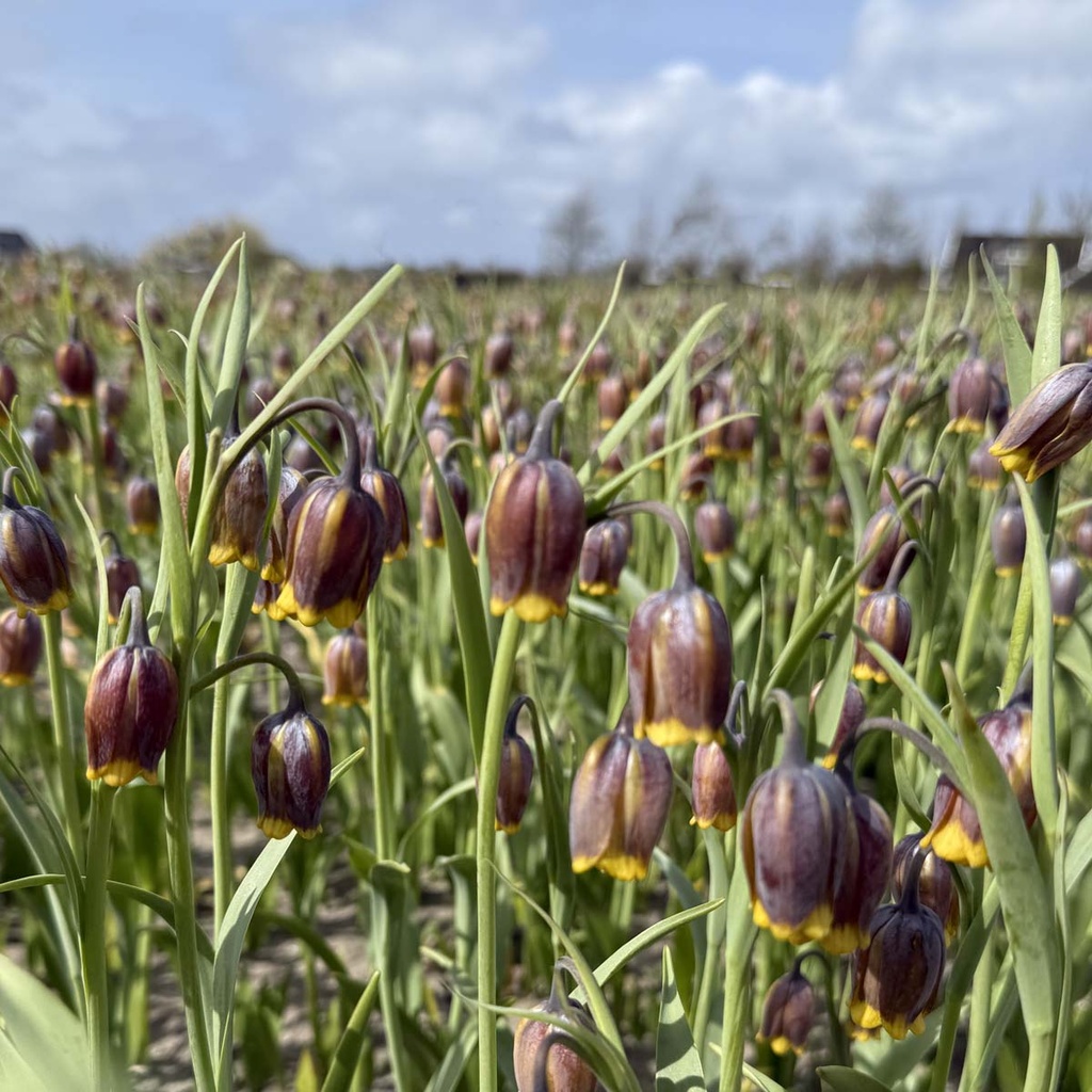 Fritillaria Uva Vulpis 10x