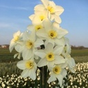 Lieke