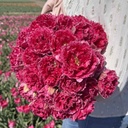 Wind of Change