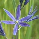 Camassia Caerulea