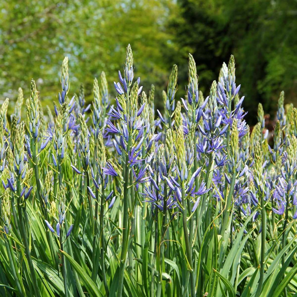 Camassia Caerulea