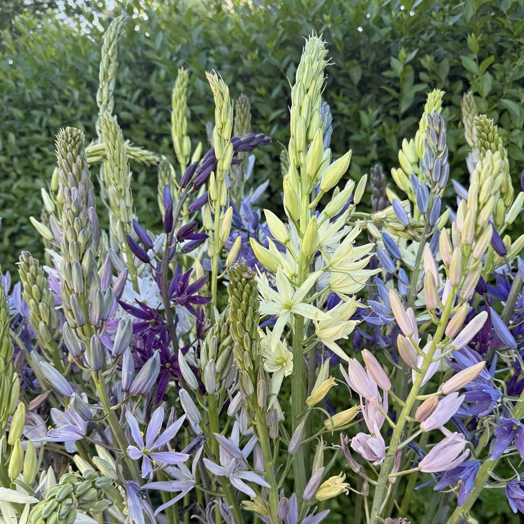 Camassia Caerulea