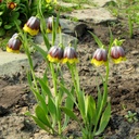 Fritillaria Michailovski
