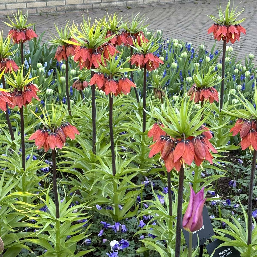 Fritillaria Rubra