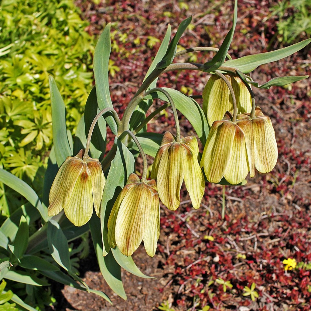 Fritillaria Pallidiflora