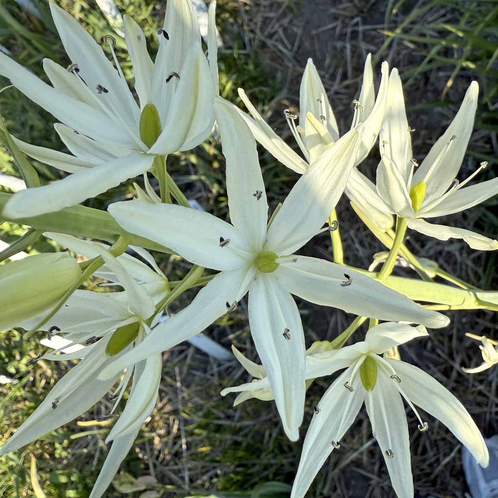 Camassia Alba 10x