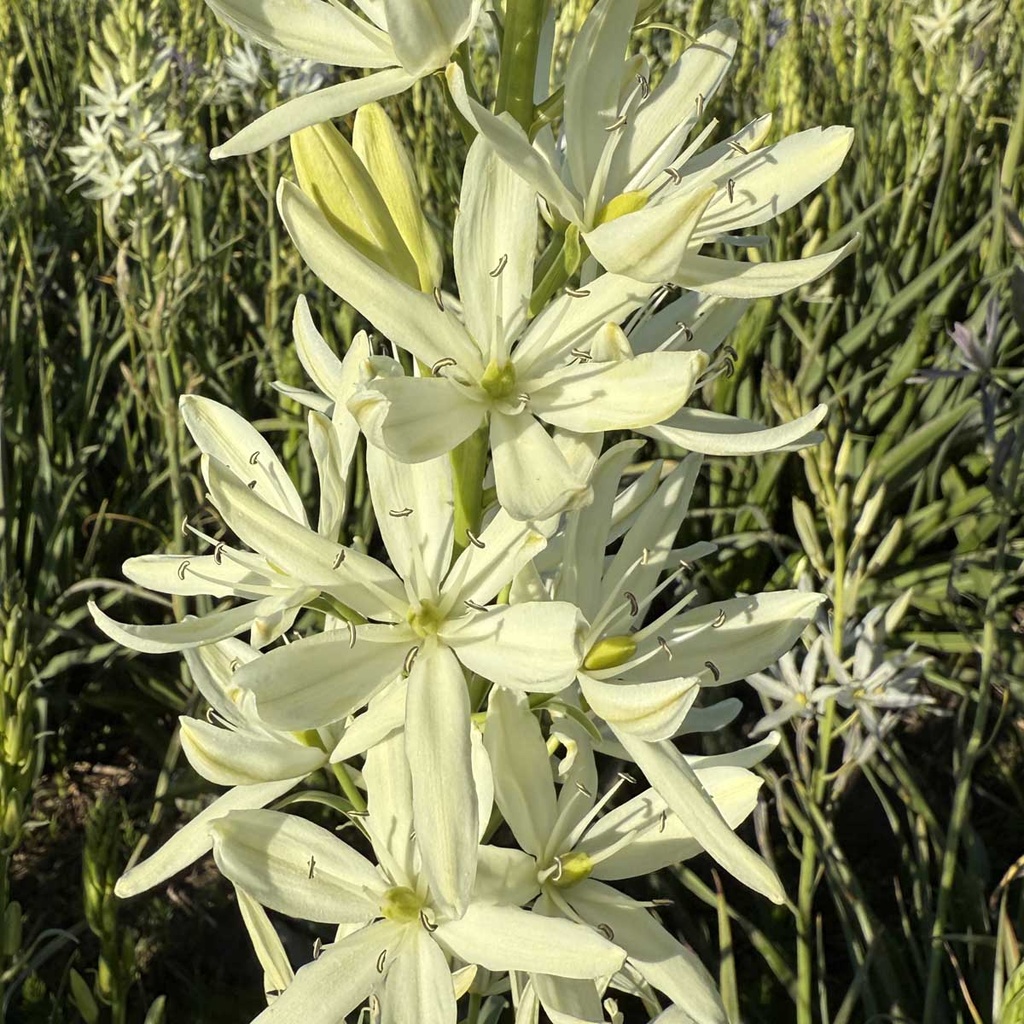 Camassia Alba 10x