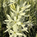 Camassia Alba 10x