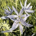 Camassia Blue Heaven