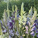 Camassia Blue Heaven