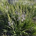 Camassia Blue Heaven 10x