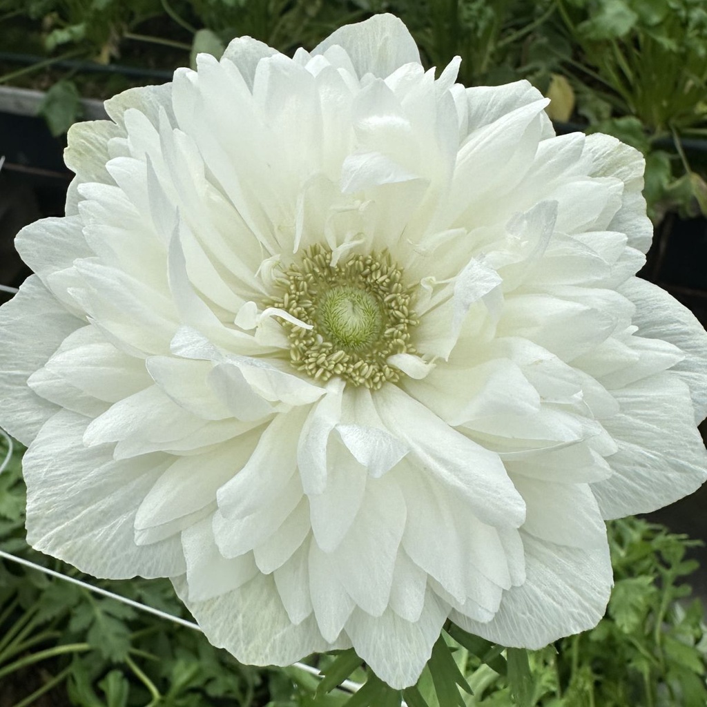 Anemone Levante Bianco®