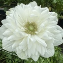 Anemone Levante Bianco®