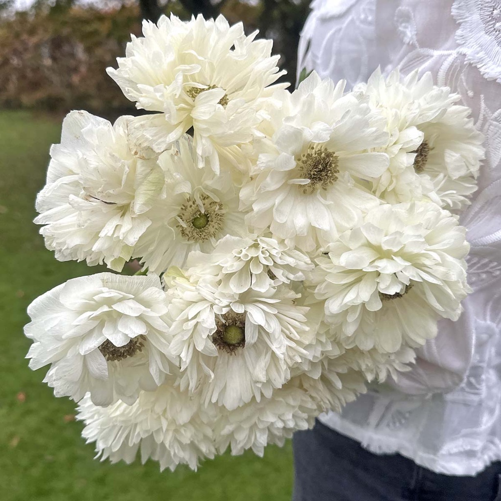 Anemone Levante Bianco®