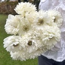 Anemone Levante Bianco®