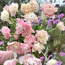 Anemone Levante Rosa Chiaro®