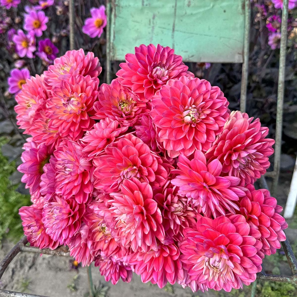 Melody Pink Allegro
