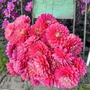 Melody Pink Allegro