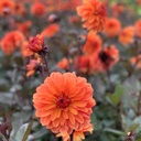 Orange Pekoe