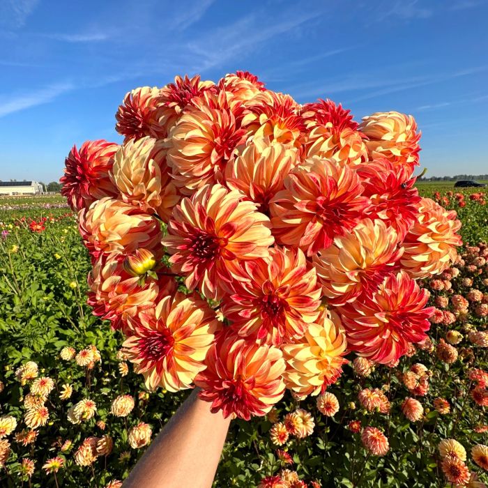 Irish Pinwheel