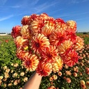 Irish Pinwheel