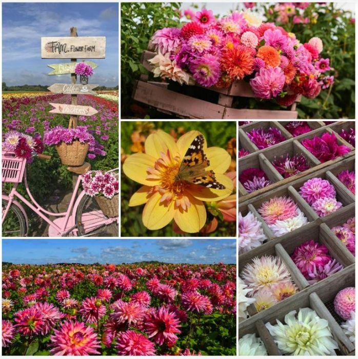 Boek Liefde voor Dahlia's - NL