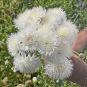 Centaurea The Bride