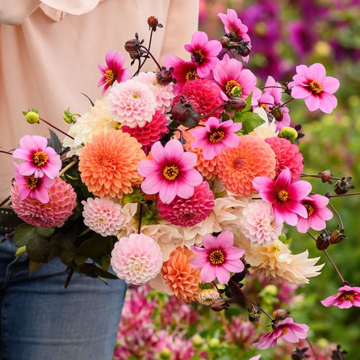 Mix Dahlia Dream (5 dahlien)