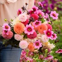 Mix Dahlia Dream (5 dahlien)