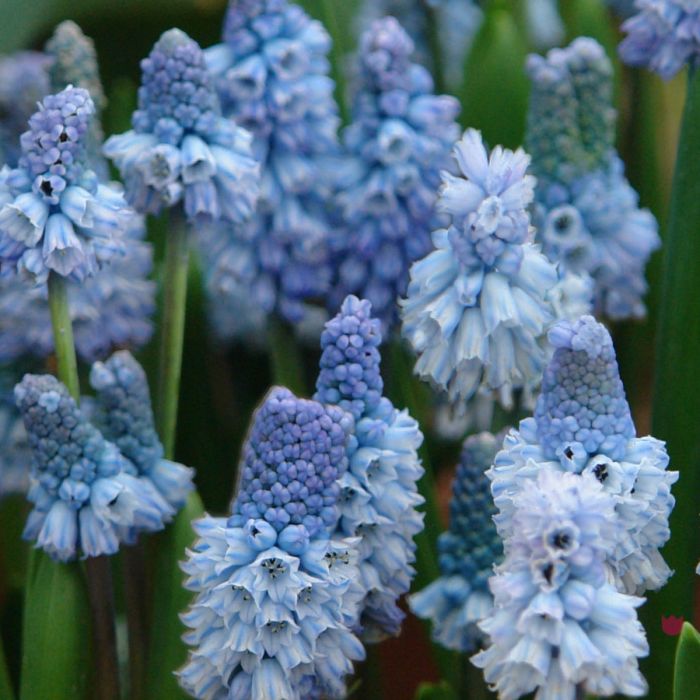 Muscari Azureum 10 Stück