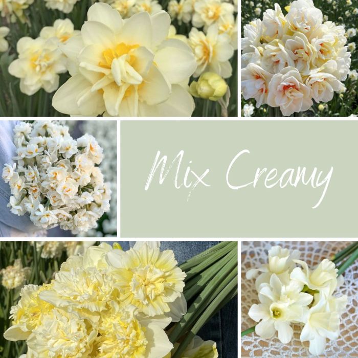 Mix Creamy (50 narzissen)