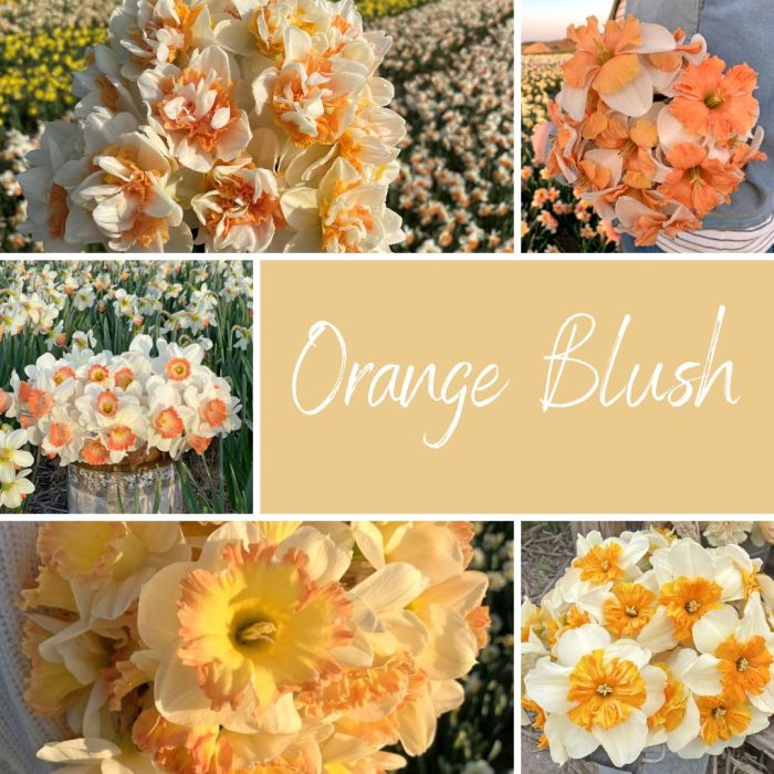 Mix Orange Blush (50 narzissenzwiebeln)
