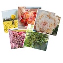 Set mit 5 Grußkarten