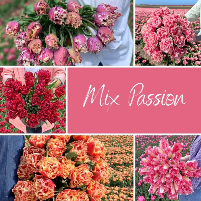 Mix Passion (50 tulpenbollen)