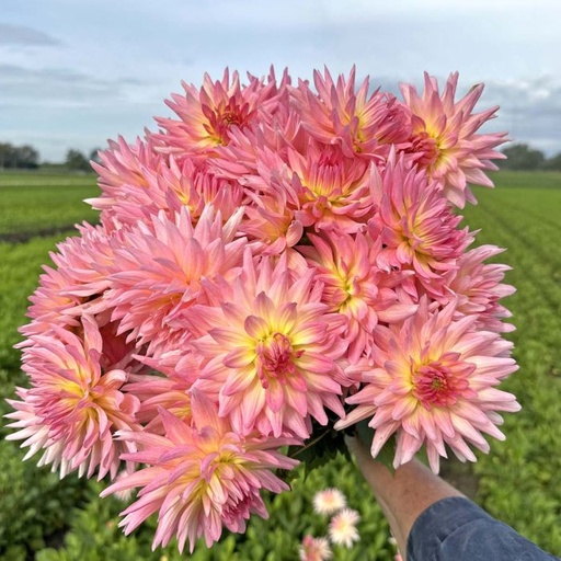 organischer dünger mit unkrautvernichter Neudorff Rasendünger Moos- & UnkrautStopp – Rasen nachhaltig düngen –  Neudorff Shop main image 0