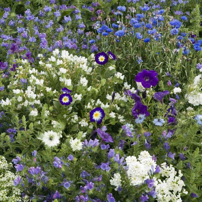 Blumenmischung Blue Carpet