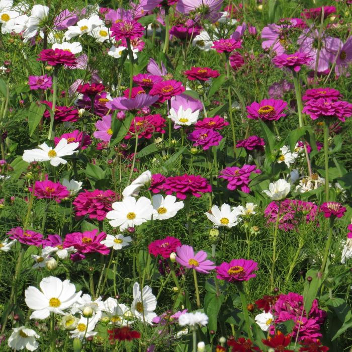 Blumenmischung Pink Cloud