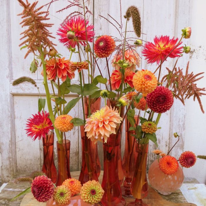 Mix Marieke Nolsen Selection (4 dahlien + 3 samen)